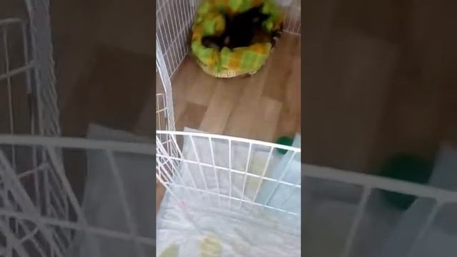 Как моют моего щенка смотреть онлайн