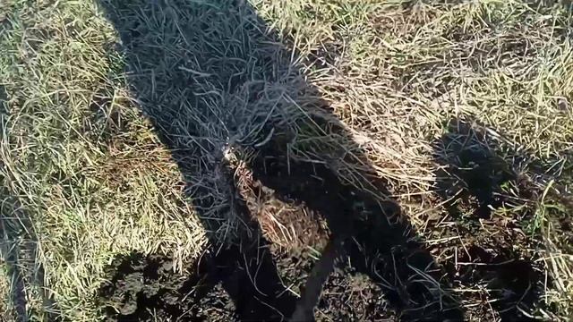 Сколько металла в лесополосе часть 1  металлокоп с Пиратом  Где можно копать металл