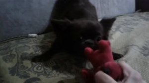 Самая злая чихуахуа!!!