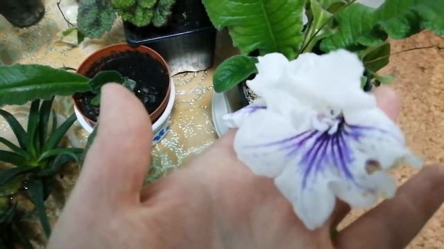 Мега обзор комнатных цветов!!! смотреть онлайн