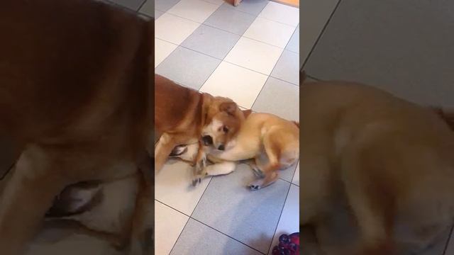 Сиба ину щенки продаются ❤️