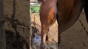 Potranca posiblemente hermafrodita
