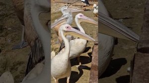 Земля прайда.mp4