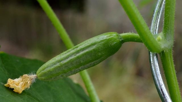 ОГУРЦЫ БУДЕТЕ СОБИРАТЬ НЕ МЕНЬШЕ ТОННЫ ДО ДЕКАБРЯ. УХОД ЗАЩИТА И СУПЕР ПОДКОРМКА ОГУРЦОВ смотреть онлайн
