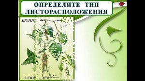 Побег и почки