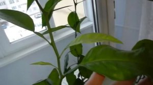 Выращивание Хурмы в Домашних Условиях Часть 9 Как Зимует Хурма Зеленые Почки в Декабре