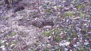 посадка вешенки на пеньках