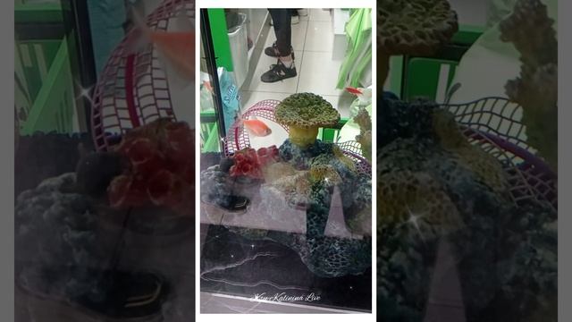 ? АКВАРИУМ С РЫБКАМИ ~ AQUARIUM WITH FISH смотреть онлайн