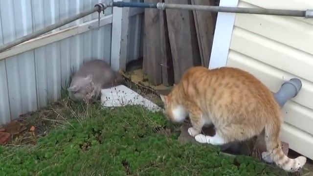 Влог Дача Сад в конце сентября Обед с МахеевымУжин с самоваром КотыКотыКоты смотреть онлайн