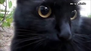 почему кот шипит