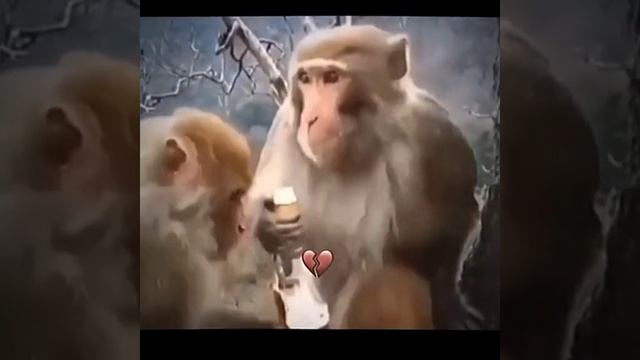 СМОТРИ И СМЕЙСЯ смотреть онлайн