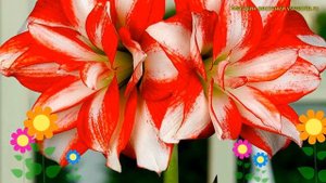Амариллис гибридный Экзотик Пекок. Краткий обзор, описание характеристик hippeastrum Exotic Peacock