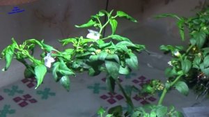 БЕЛОКРЫЛКА, ТЛЯ, ПАУТИННЫЙ КЛЕЩ. ЧЕМ ИХ РЕАЛЬНО МОЖНО ПОБЕДИТЬ!