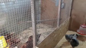 Купил ещё несколько кур. 
Куры оказывается дерутся 😂
#куры #птицы #разведениекур #содержаниекур