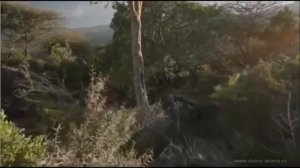 Из чего добывают Ладан