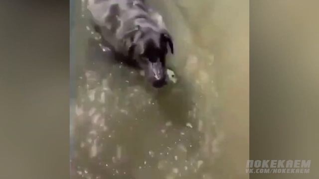 Я РЖАЛ ПОЛ ЧАСА  СМЕШНЫЕ ЖИВОТНЫЕ КОТЫ СОБАКИ ПОПУГАИ  ЛУЧШИЕ ПРИКОЛЫ НЕДЕЛИ 2019 ДЕКАБРЬ  VINE