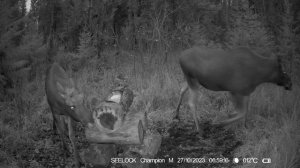 На солонце №5 Фотоловушка SEELOCK S308W #4.2