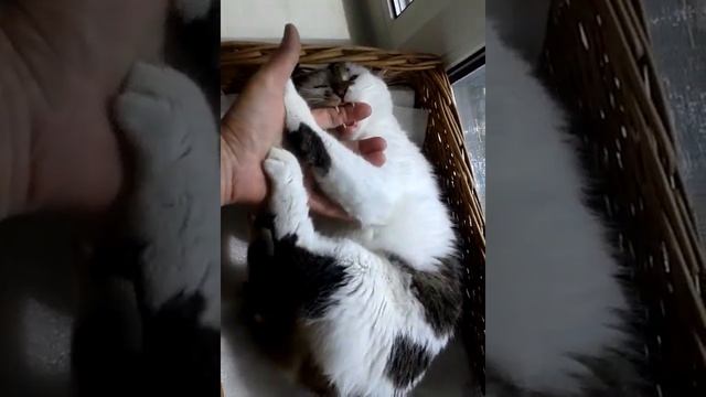 Рукопашный бой без правил с дикой зверюгой смотреть онлайн