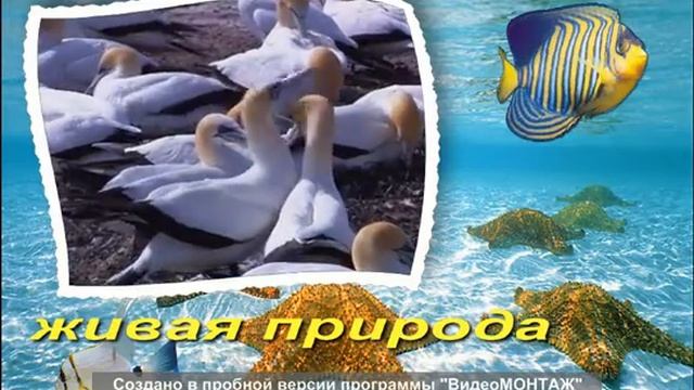 Видеооткрытка Wildlife смотреть онлайн