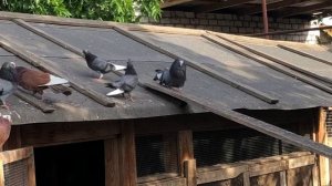 Разнообразие курских голубей