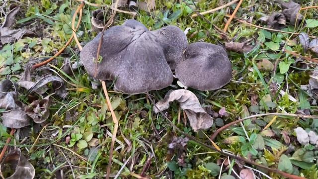 Tricholoma terreum (Рядовка землисто-серая, Мышата), November 20, 2021