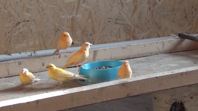 Молодые канарейки в новом вольере смотреть онлайн