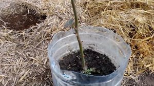 Третье цветение роз за сезон после внесения биогумуса.Биогумус для бы-знеса. Сокращение выращивания