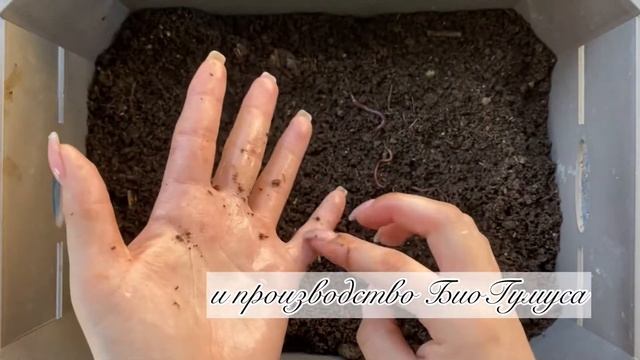 Wormy Apple | Технология вермикомпостирования | ККЧ | Компост в домашних условиях смотреть онлайн