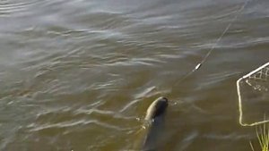 Рыбалка на Нижней Волге и река Ахтуба. Астраханская область. Вываживаю хорошего белого амура.