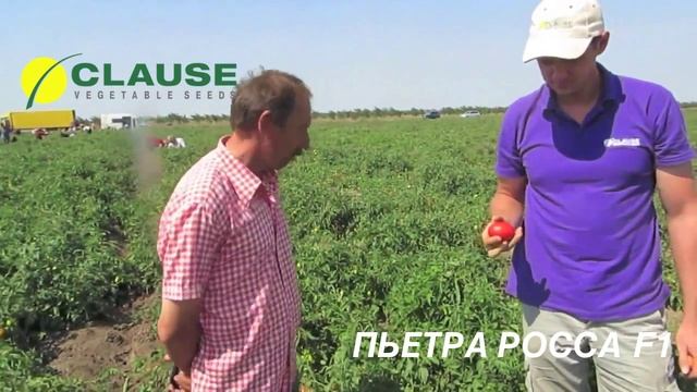 Отзывы о томате ПЬЕТРА РОССА F1, CLAUSE смотреть онлайн