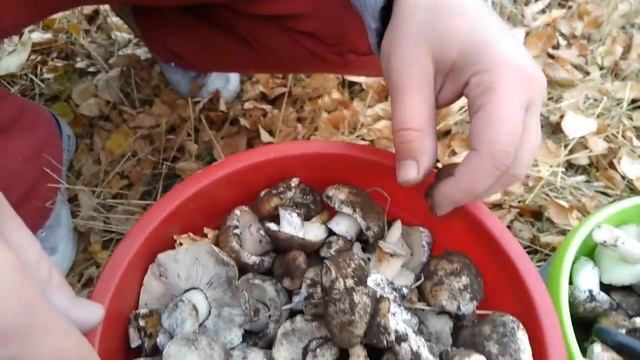 Грибы подтопольники смотреть онлайн