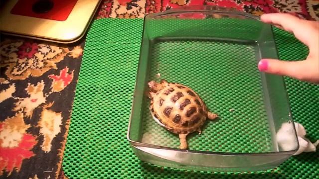 Купаем сухопутную черепаху вишенку? смотреть онлайн