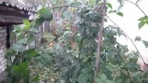 Ежевика Оркан - прирост за год, обрезка, укрытие. Октябрь 2017.