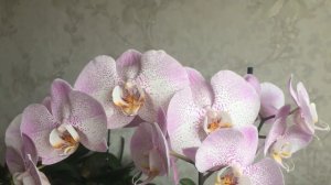 Орхидея Ольборг в полном роспуске. Очаровашка