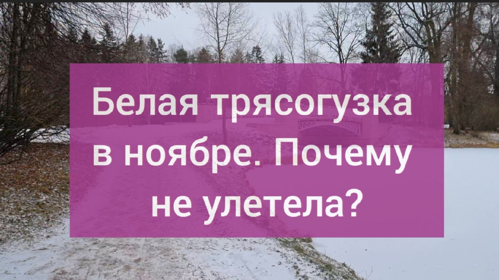 Неординарная встреча! Белая трясогузка в ноябре. Санкт-Петербург