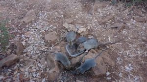 КРЫСЯТА дикие крысы