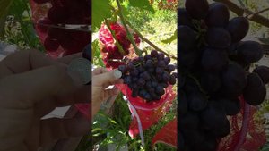 Виноград Подарок Несвятая