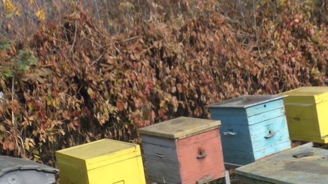 ПОДКОРМКА КАНДИ на всю зиму? Или как не нужно делать. смотреть онлайн