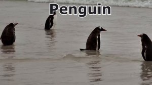 Learn About Farm Animals, Wild Animals, Zoo Animals and Dinosaurs | Learning For Kids