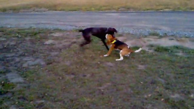 курцхаар и бигль смотреть онлайн