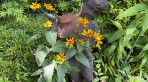 False Sunflower, Heliopsis’ Burning Hearts’