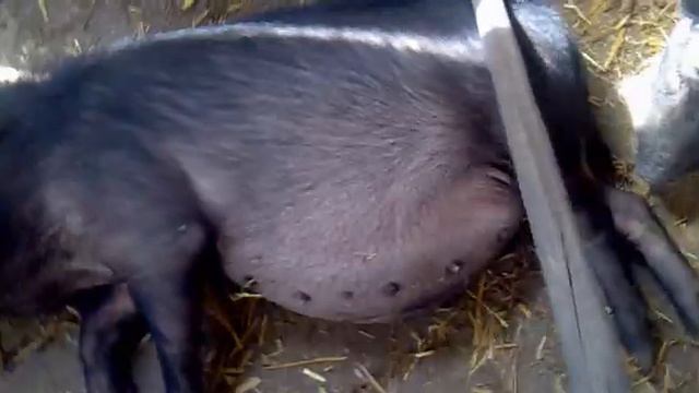 Свинка кайфует смотреть онлайн