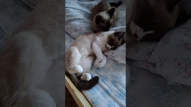 Котенок Сноу шу. Муся и Манюня.