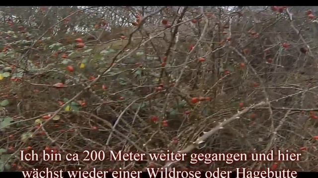 ?СЪЕДОБНЫЕ РАСТЕНИЯ ШИПОВНИК? смотреть онлайн