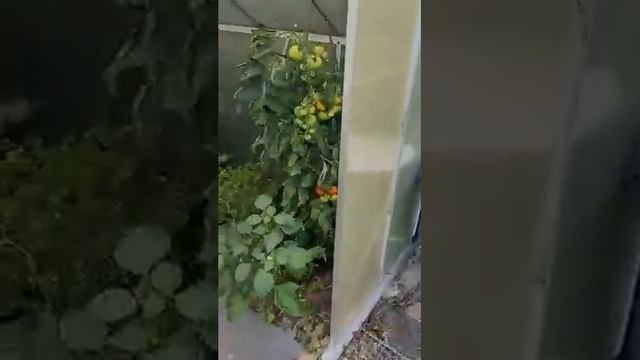 Как живут русские женщины с немцами / Женщины в Германии / Замуж за немца / Жизнь с немцем смотреть онлайн