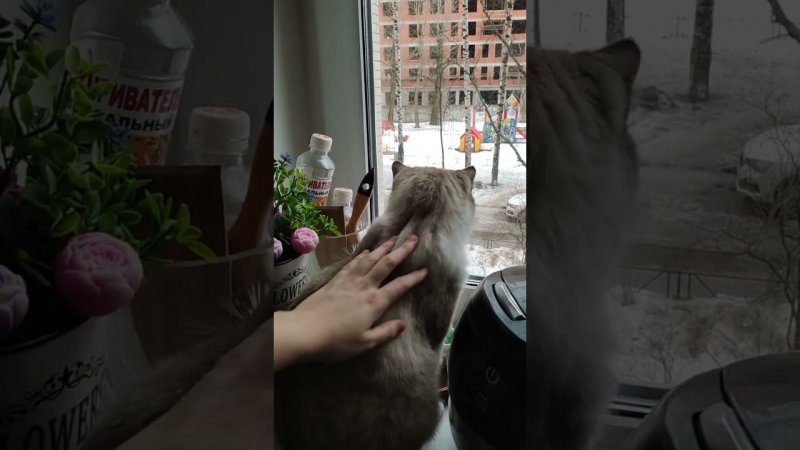Кошкин на окошке