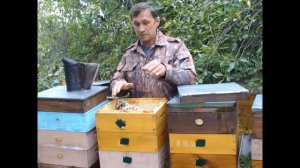 Обсушка рамок закорм в зиму моя ошибка