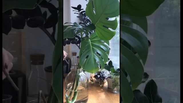 Monstera water propagation. Размножение монстеры в воде.