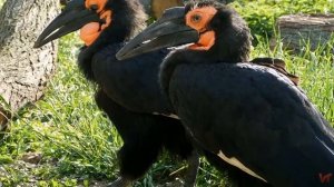 Рогатые вороны (лат.  Bucorvus)