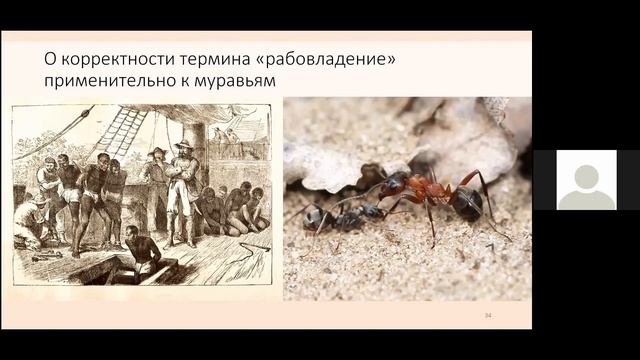 Рабовладение у муравьёв смотреть онлайн